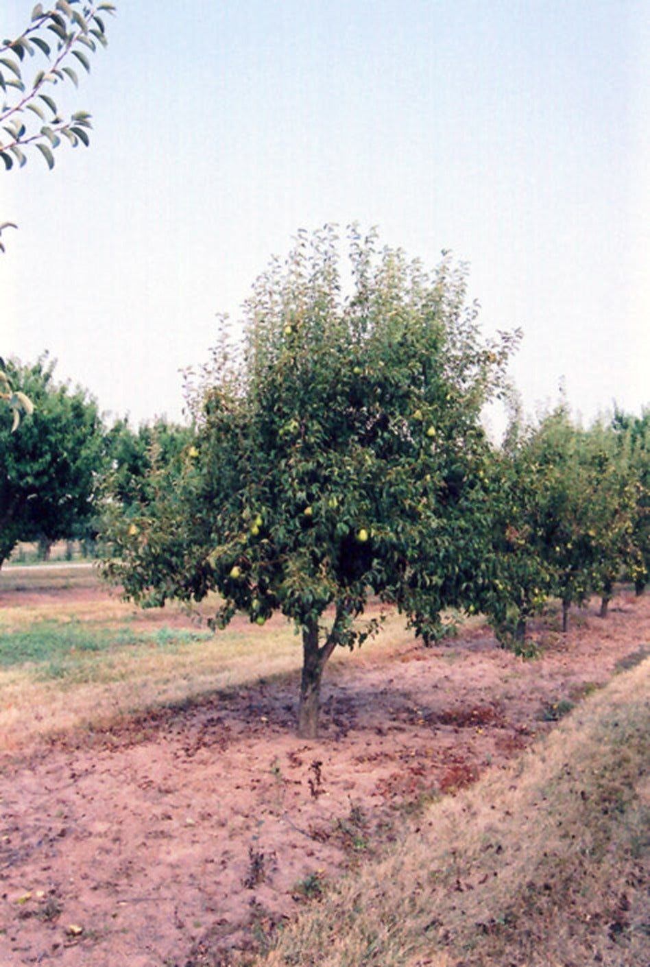Bartlett Pear tree in fruit