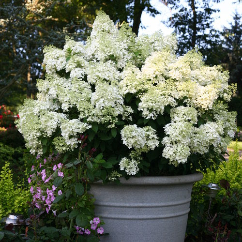 Bobo Hydrangea habit