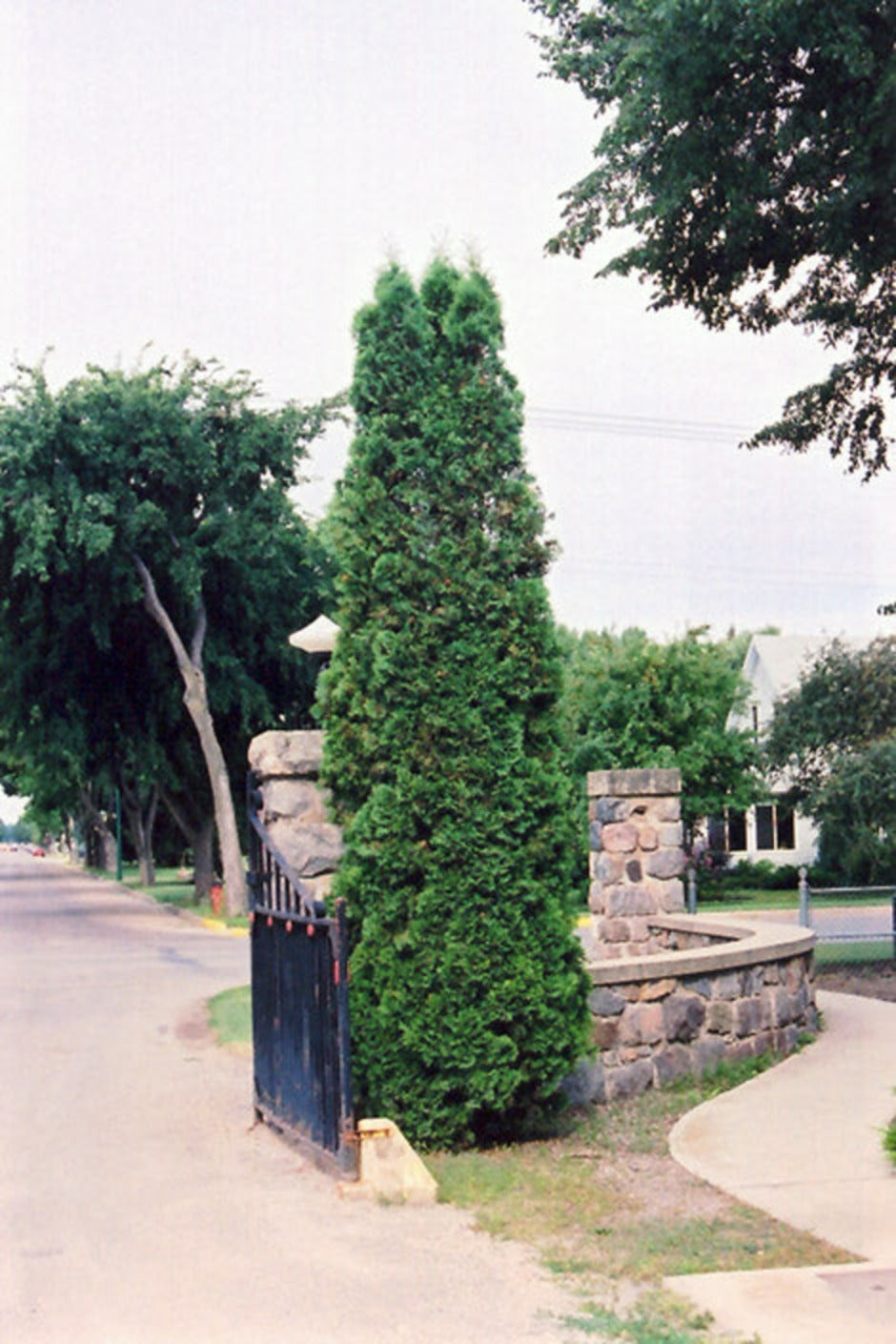 Brandon Arborvitae, dense narrow pyramidal evergreen