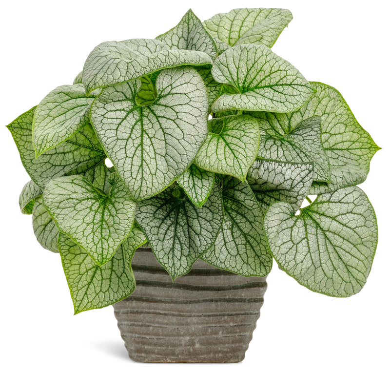 Queen of Hearts brunnera with large silver heart-shaped leaves