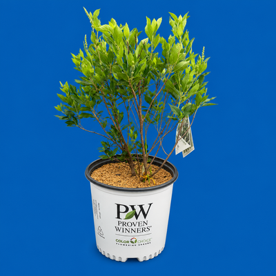 Little Lime Punch® Hydrangea