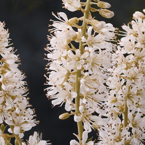 Vanilla Spice® Summersweet | PW