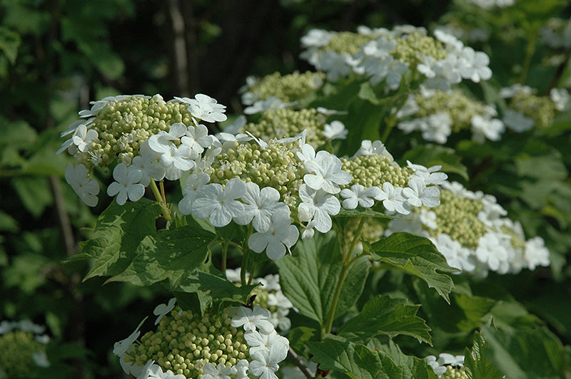 Compactum European Cranberrybush Viburnum