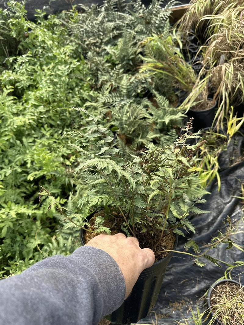 Pearly White Japanese Painted Fern at Pro Growers of New England, Newton NH