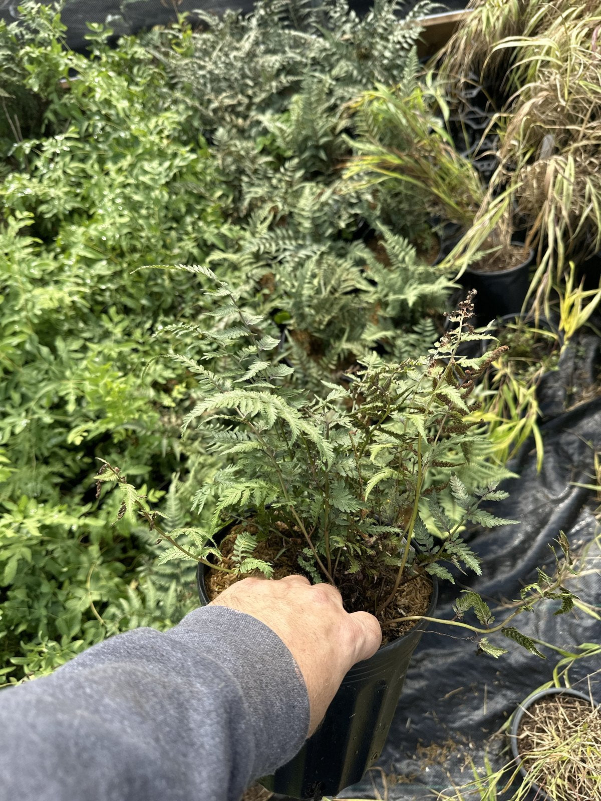 Japanese Painted Fern in a 1 gallon container, silver fronds with burgundy midribs, at Pro Growers of New England in Newton NH