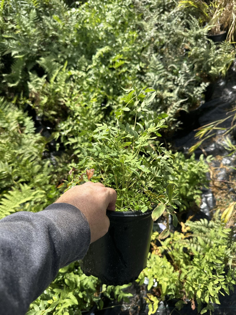 Sensitive Fern in a 1 gallon container at Pro Growers of New England, Newton NH