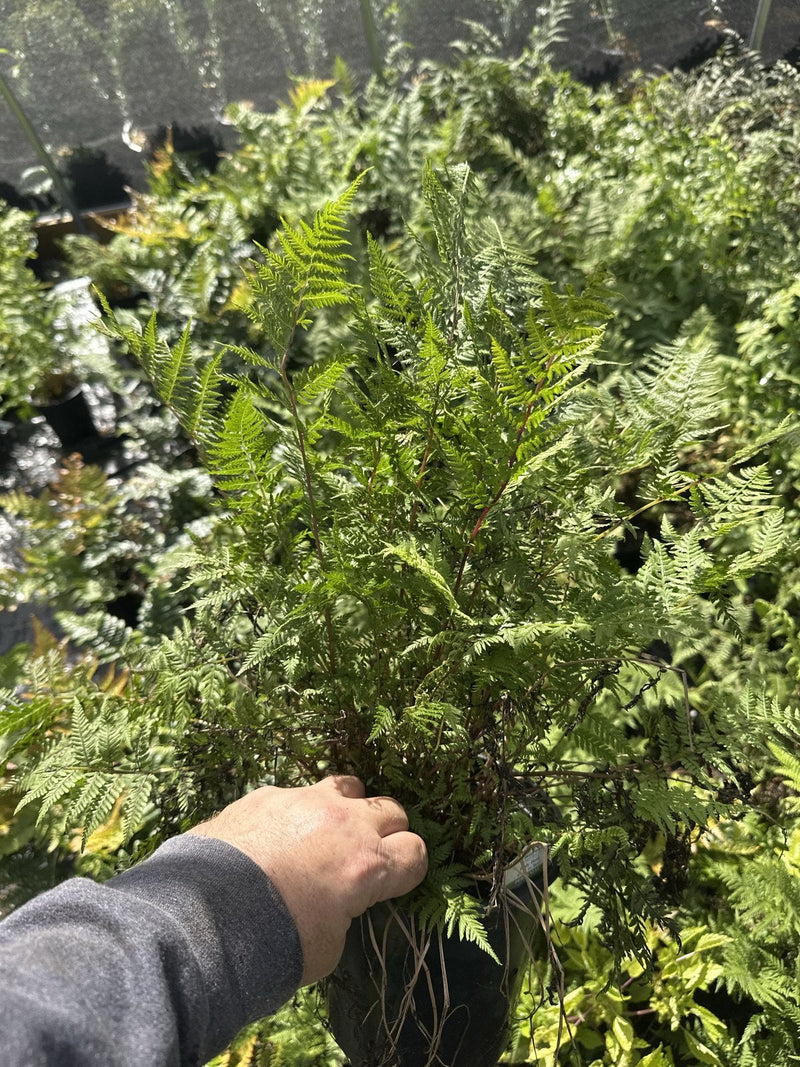 Lady in Red Fern in a 1 gallon container at Pro Growers of New England, Newton NH