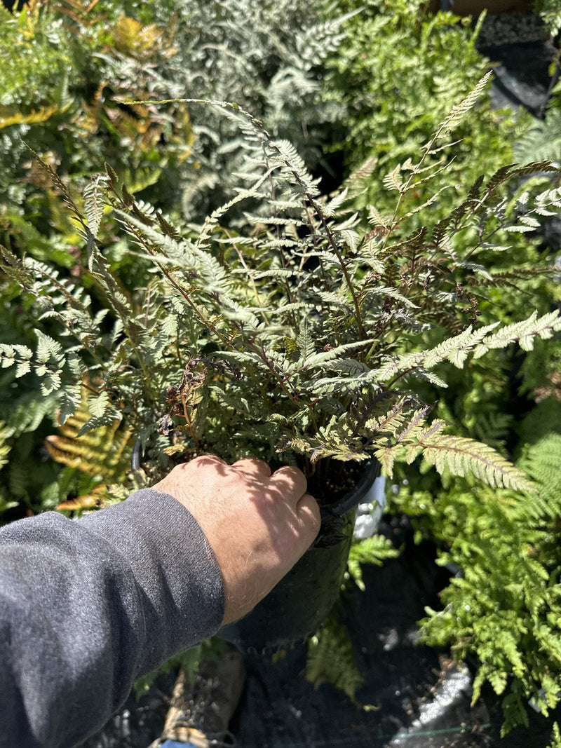 Ghost Fern in a 1 gallon container, upright silver-grey fronds, at Pro Growers of New England in Newton NH
