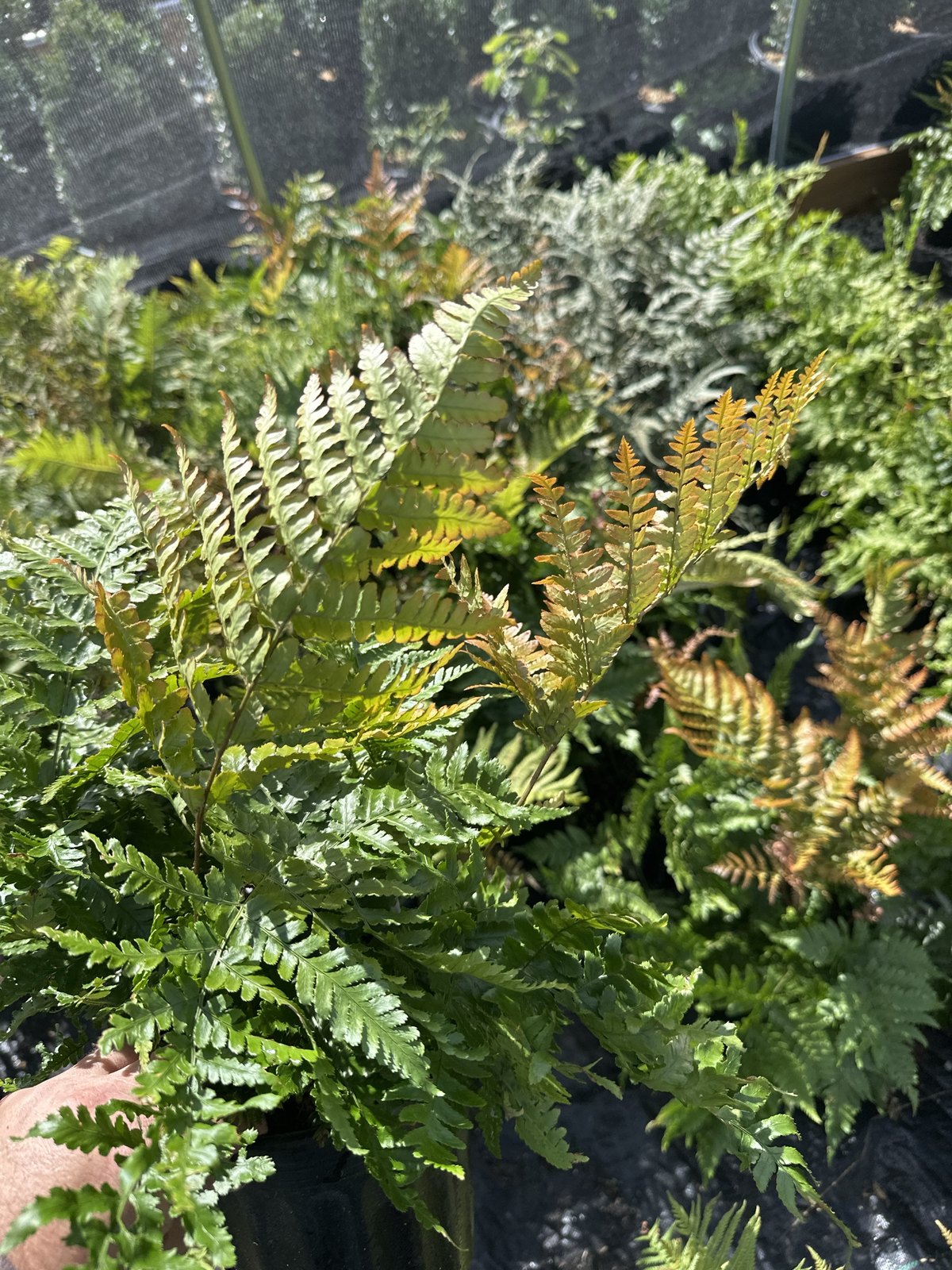 Brilliance Autumn Fern in a 1 gallon container showing coppery new fronds, at Pro Growers of New England in Newton NH