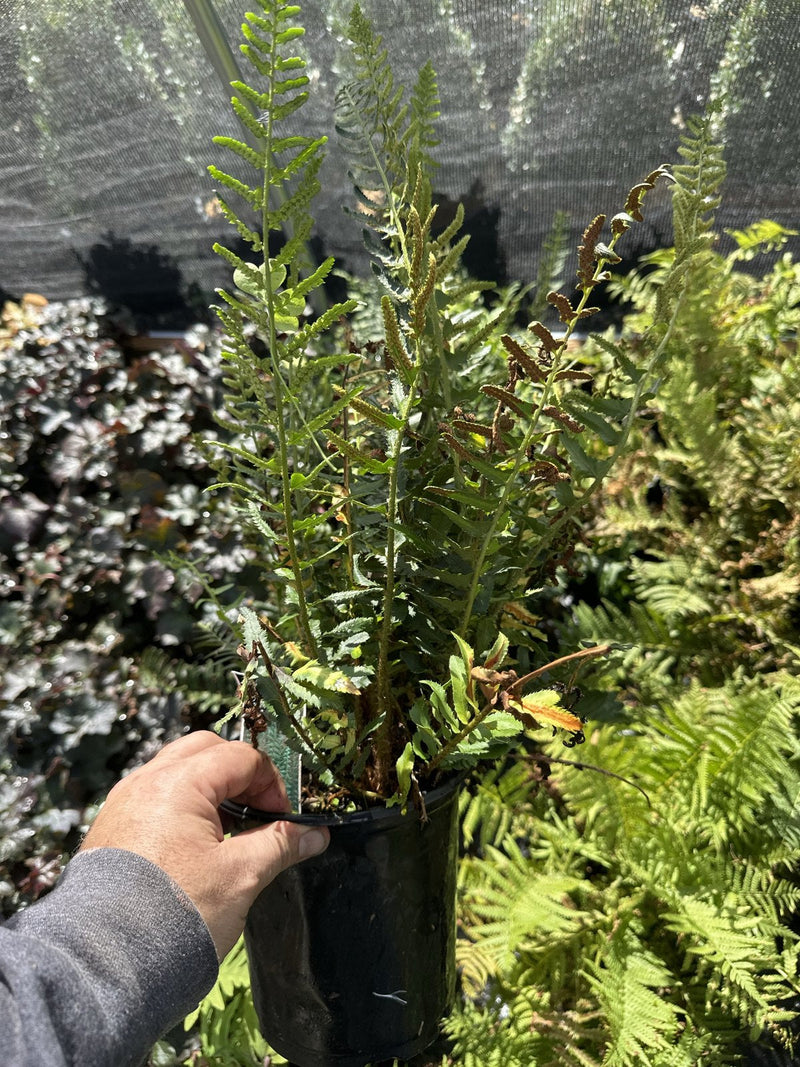 Cinnamon Fern in a 1 gallon container at Pro Growers of New England, Newton NH