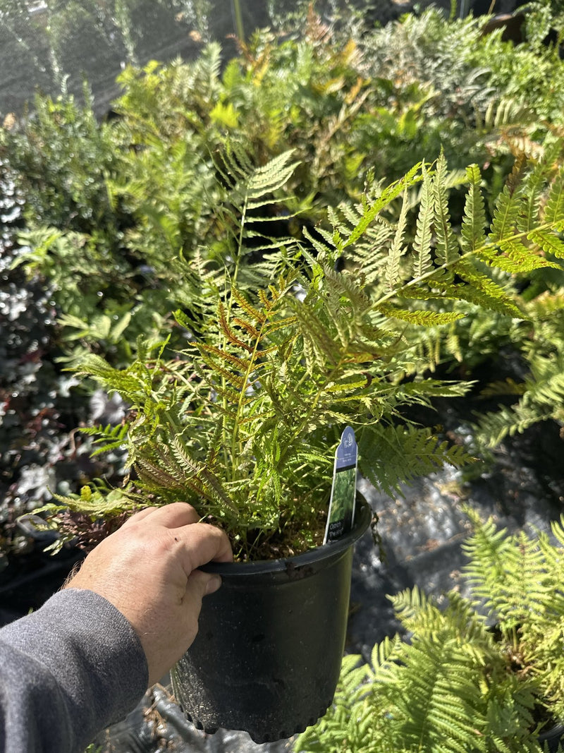 The King Ostrich Fern in a 1 gallon container at Pro Growers of New England, Newton NH