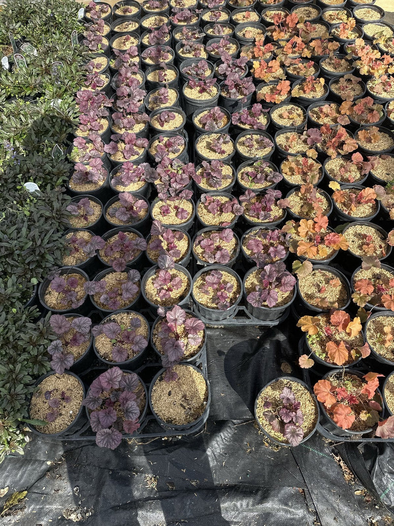 Northern Exposure Silver coral bells in #1 containers at Pro Growers of New England, Newton NH