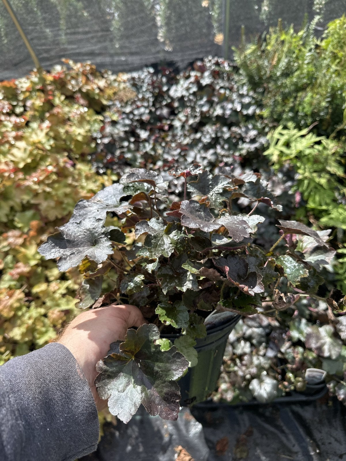 Palace Purple coral bells in a #1 container at Pro Growers of New England, Newton NH