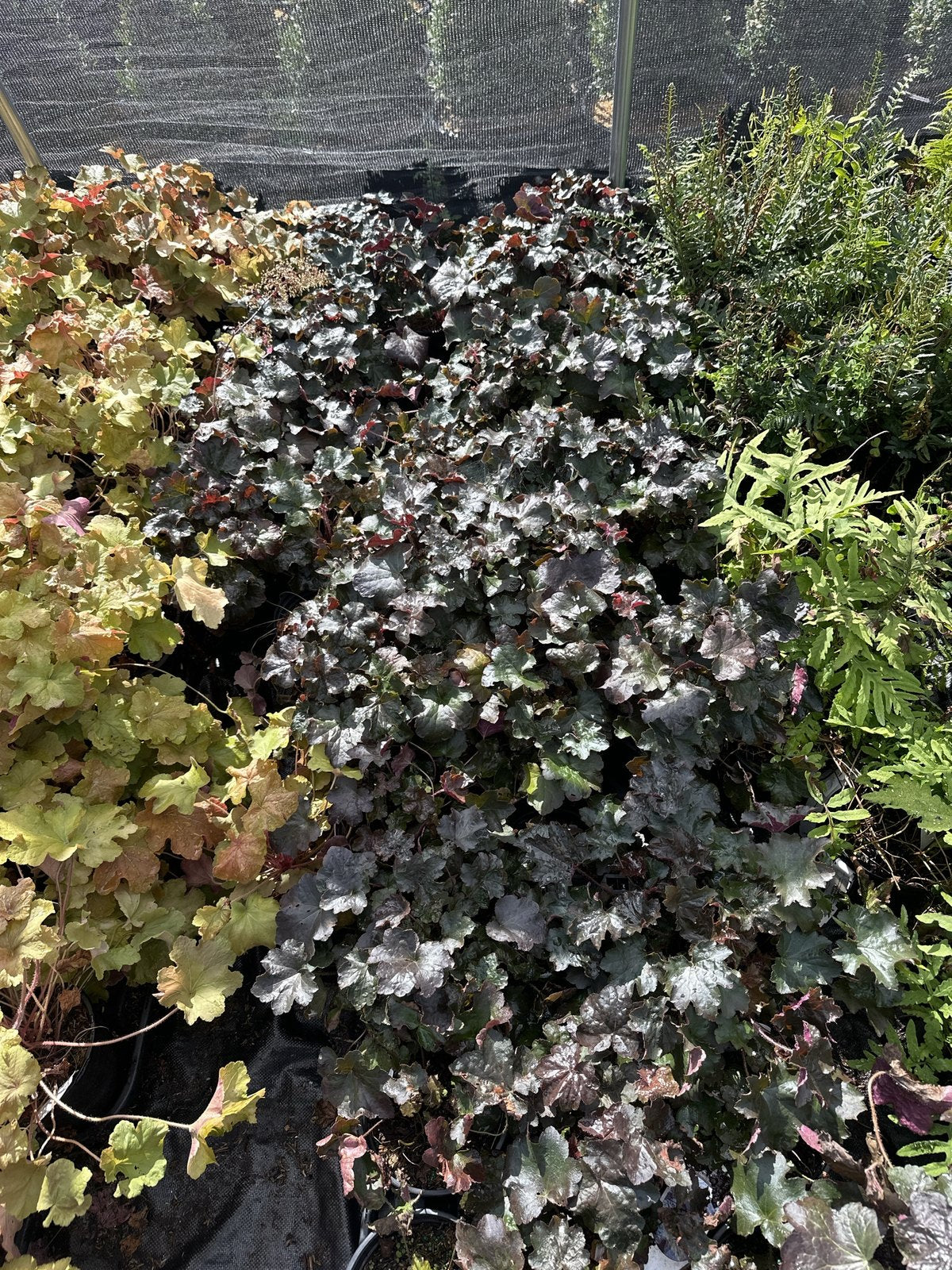 Block of Palace Purple coral bells growing at Pro Growers of New England