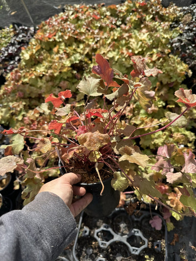 Caramel coral bells in a #1 container at Pro Growers of New England, Newton NH