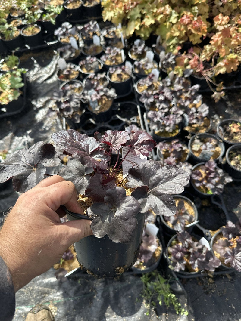 Obsidian coral bells in a #1 container at Pro Growers of New England, Newton NH