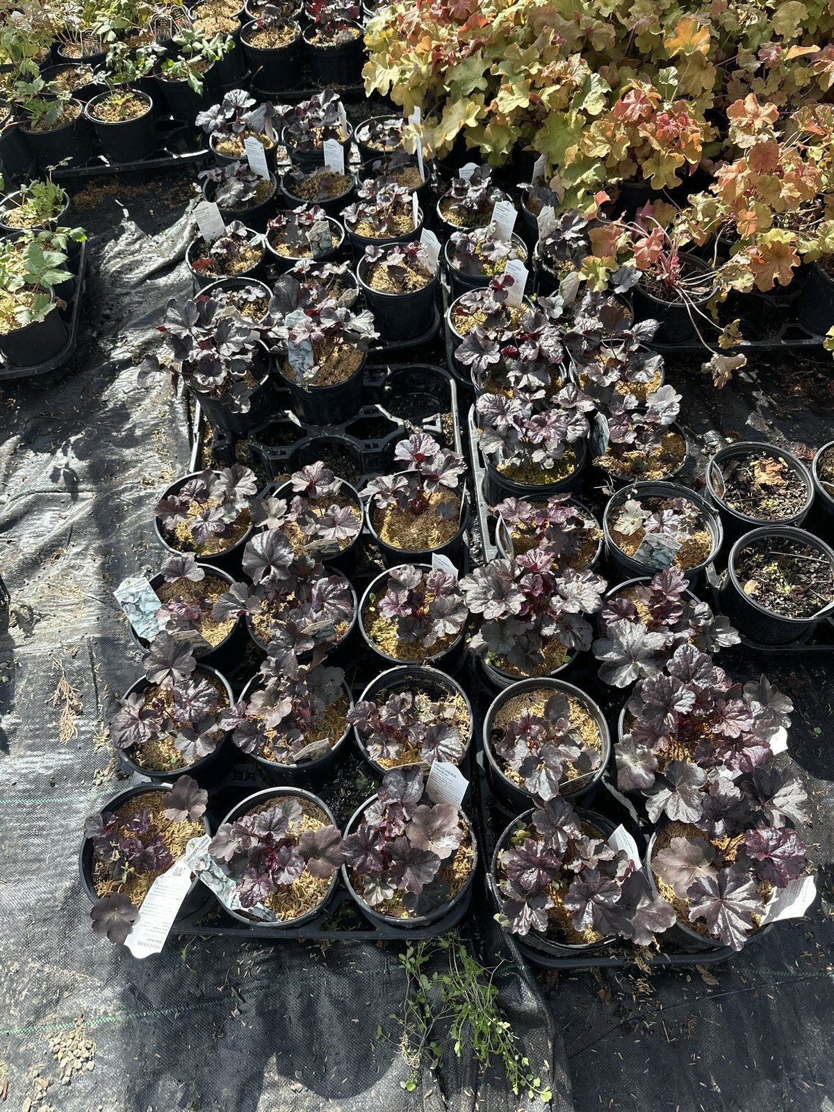 Block of Obsidian coral bells growing at Pro Growers of New England