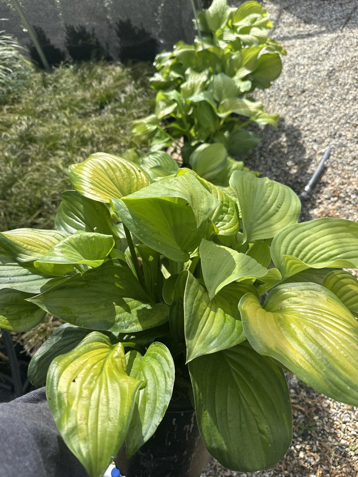 Hosta in a #2 container at Pro Growers of New England, Newton NH