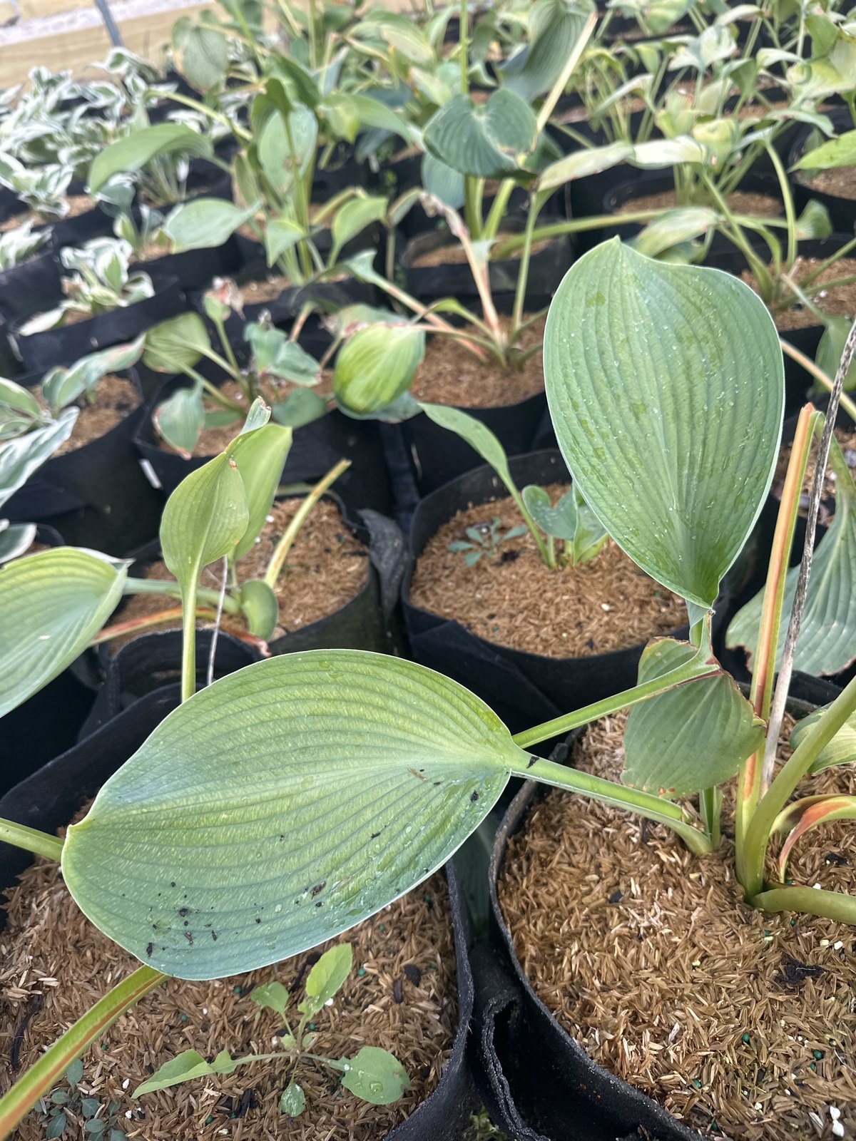 Blue Angel Hosta in #2 containers at Pro Growers of New England, Newton NH