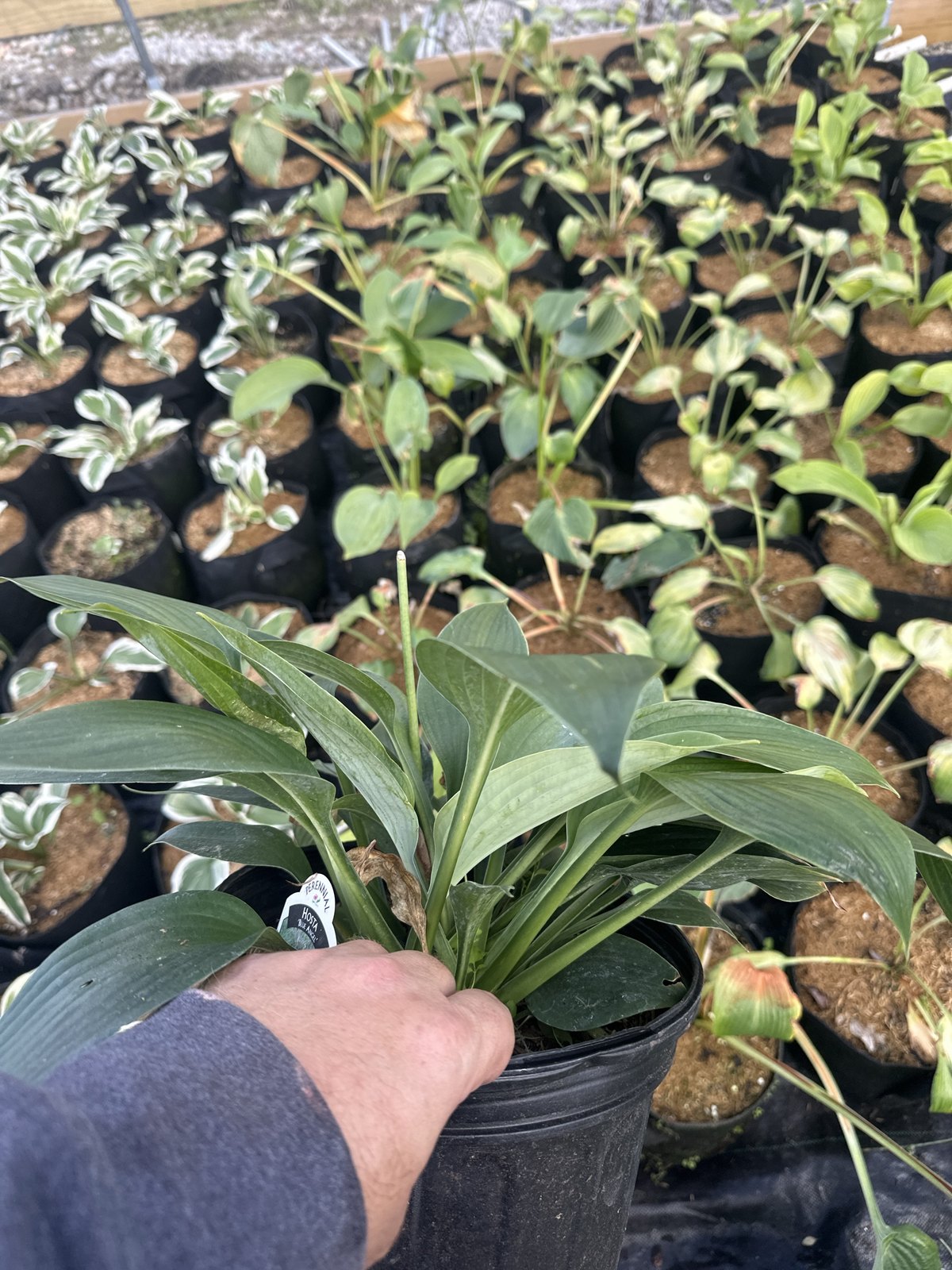 Blue Angel Hosta, blue-green foliage, in a #2 container at Pro Growers of New England