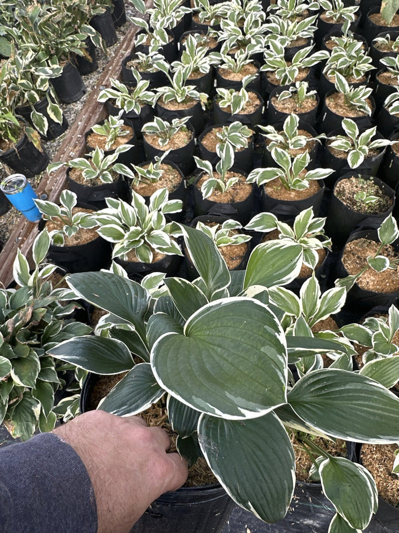 Patriot Hosta in a #2 container, white-margined foliage, at Pro Growers of New England in Newton NH