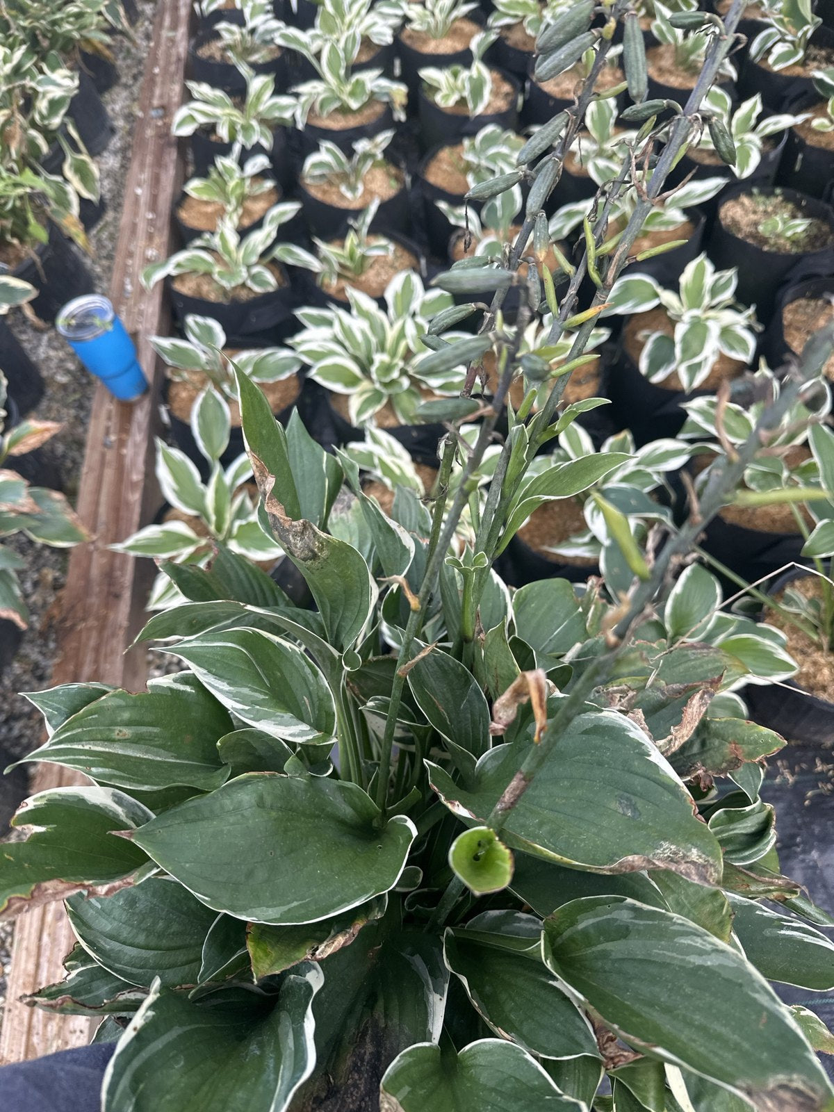 Patriot Hosta showing white leaf margins at Pro Growers of New England