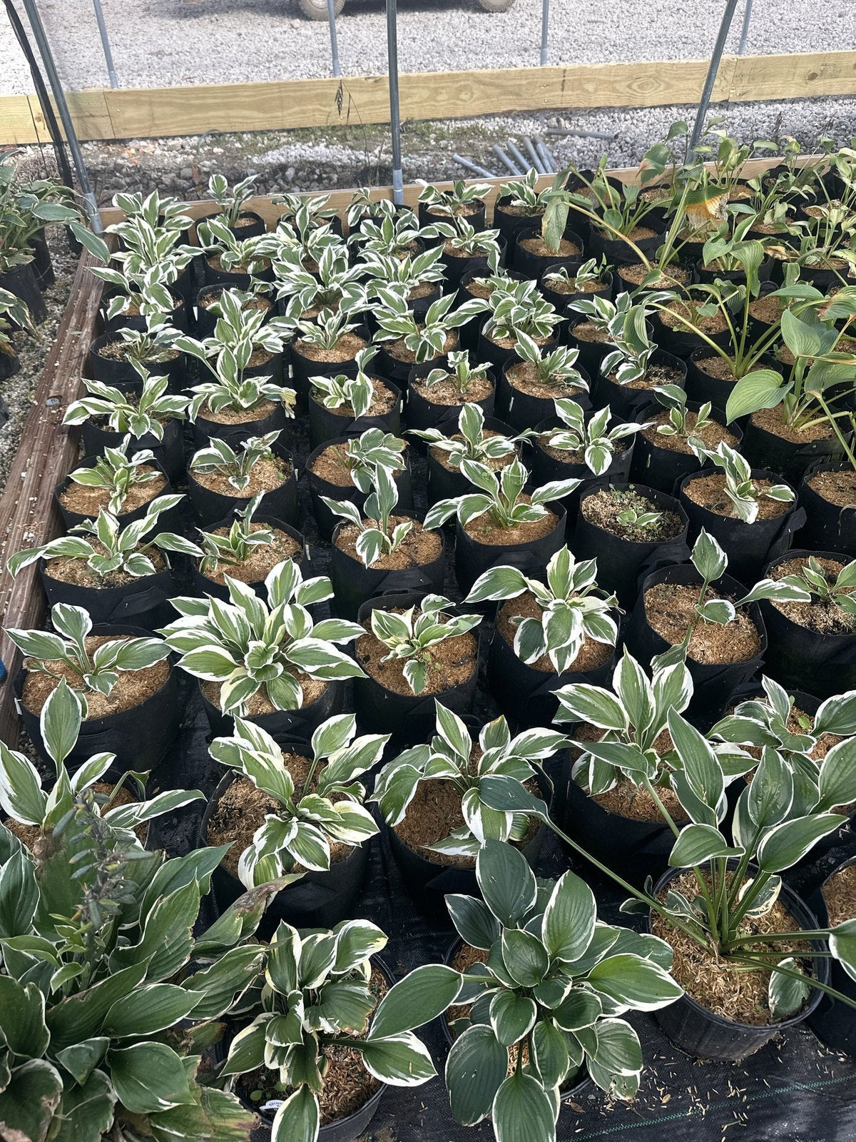 Block of Patriot Hosta in #2 containers at Pro Growers of New England, Newton NH