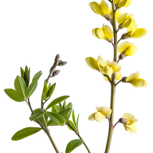 Decadence Lemon Meringue False Indigo