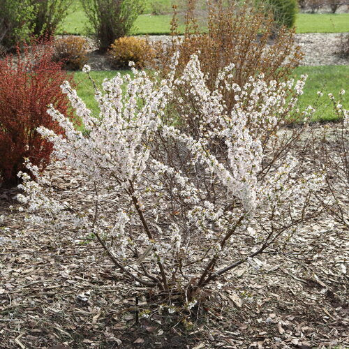 Easy as Pie® Bush Cherry