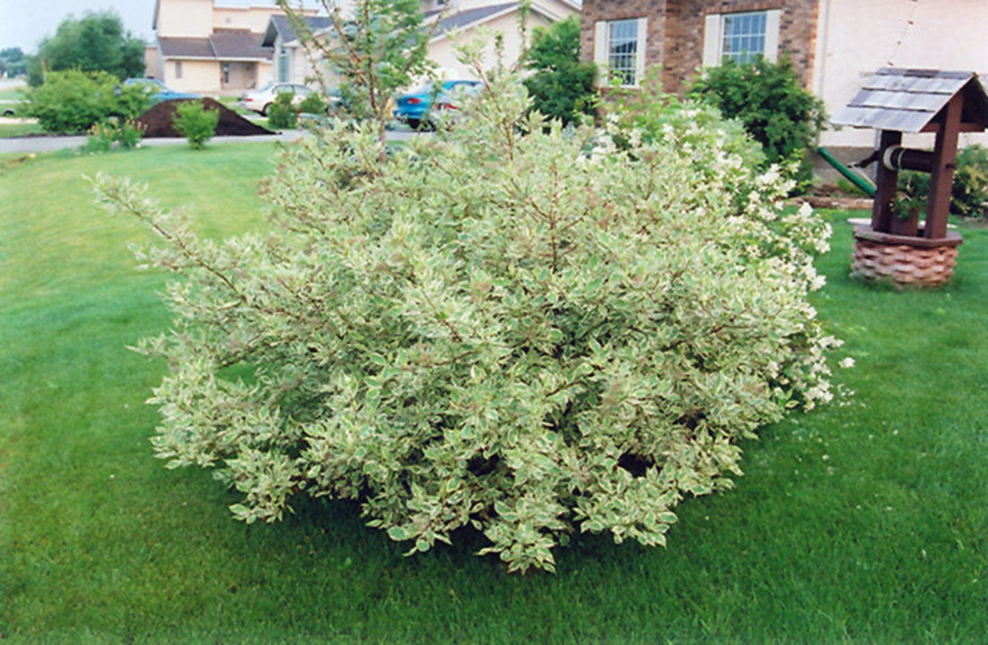 Elegantissima Red Twig Dogwood with variegated white and green foliage