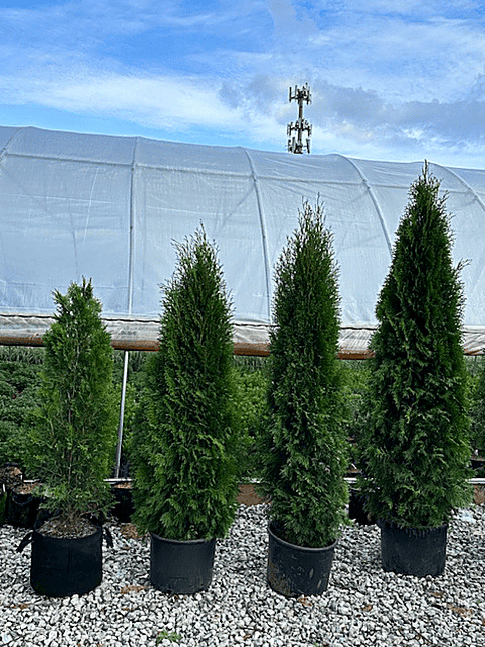 Emerald Green Arborvitae in nursery containers on gravel at Pro Growers of New England, Newton NH