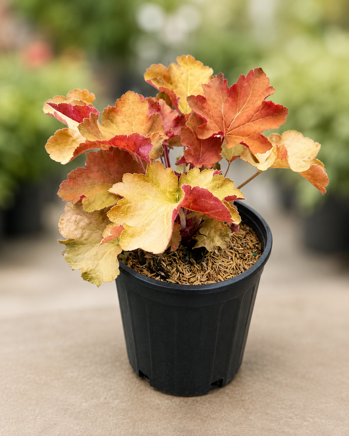 Peach Flambe Coral Bells