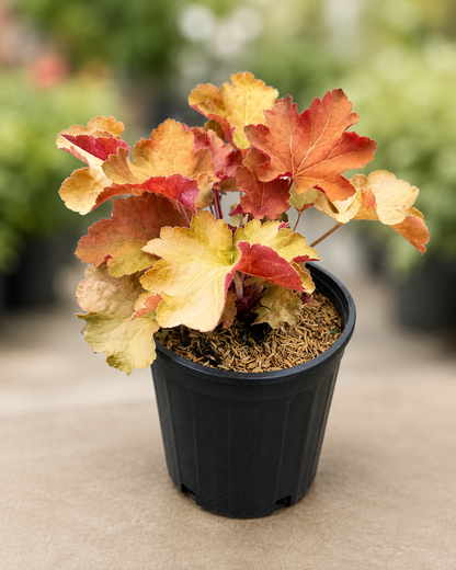 Peach Flambe Coral Bells