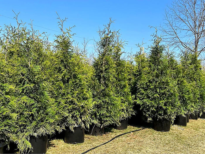 Row of 6-7 ft Green Giant Arborvitae in nursery containers on the lot at Pro Growers of New England, Newton NH