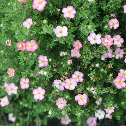 Happy Face Hearts Potentilla