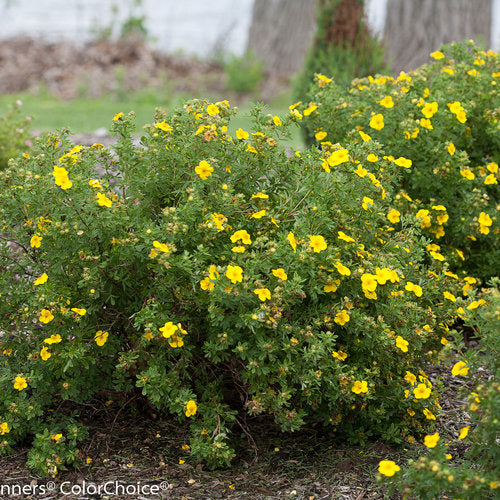 Happy Face Yellow Potentilla