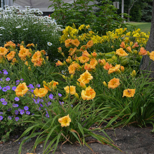 Rainbow Rhythm Orange Smoothie Daylily