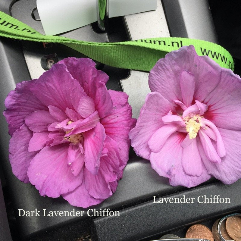 Dark Lavender Chiffon Rose of Sharon close-up