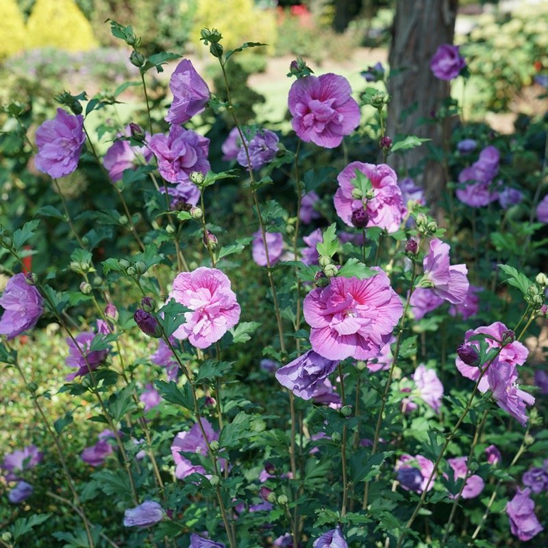 Dark Lavender Chiffon Rose of Sharon bloom