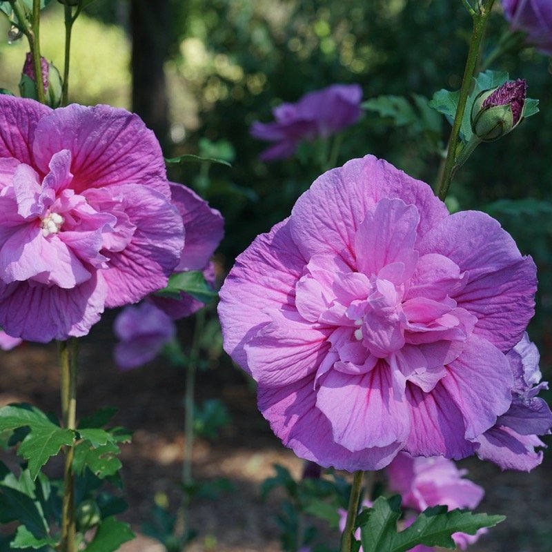 Dark Lavender Chiffon Rose of Sharon flowers