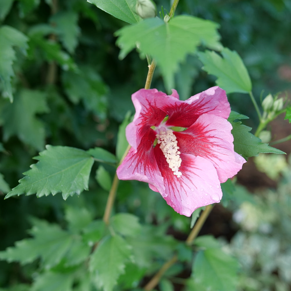 Red Pillar Rose of Sharon columnar form