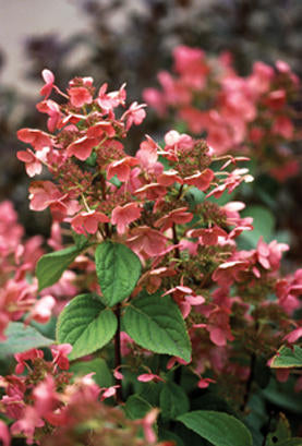 Quick Fire Hydrangea
