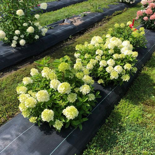 Fire Light Tidbit panicle hydrangea white to pink blooms