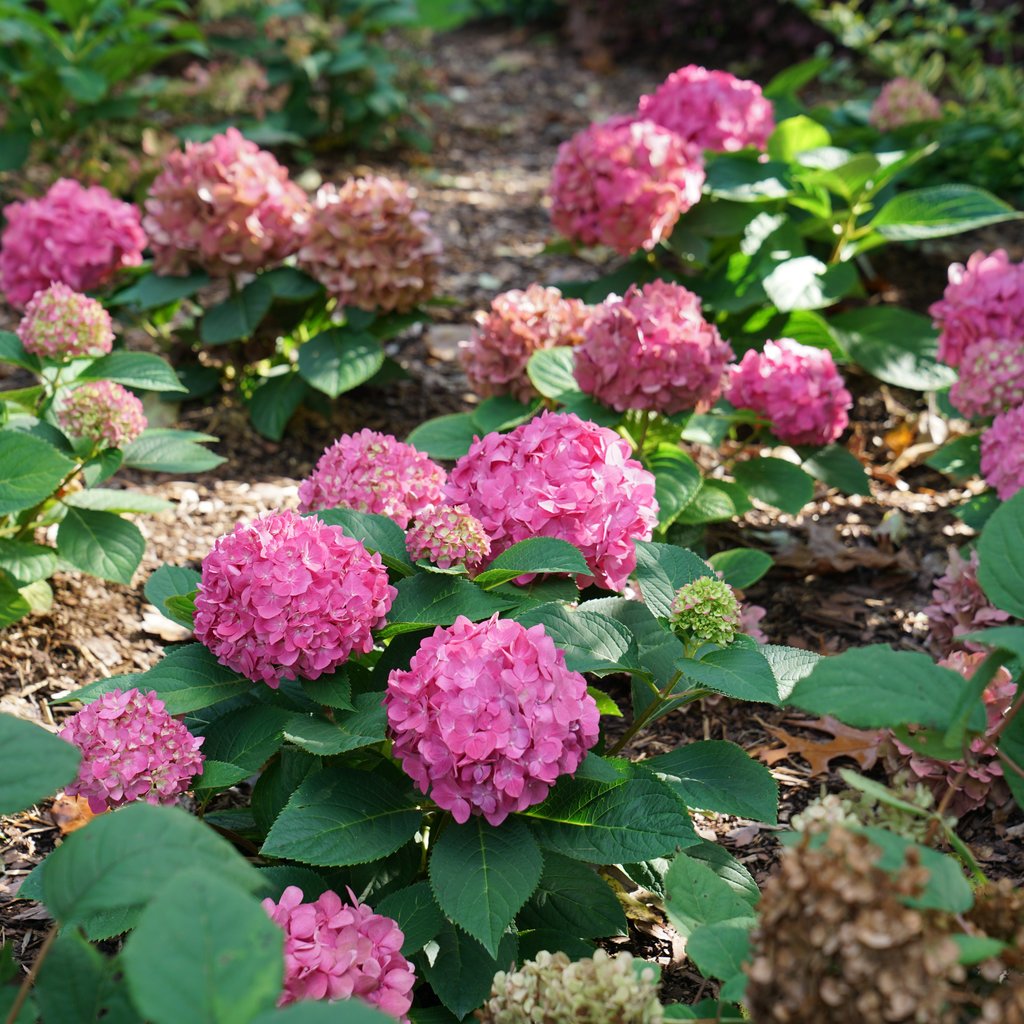 Let's Dance ¡Arriba!® Hydrangea