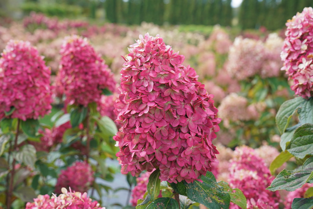 Limelight Prime Hydrangea