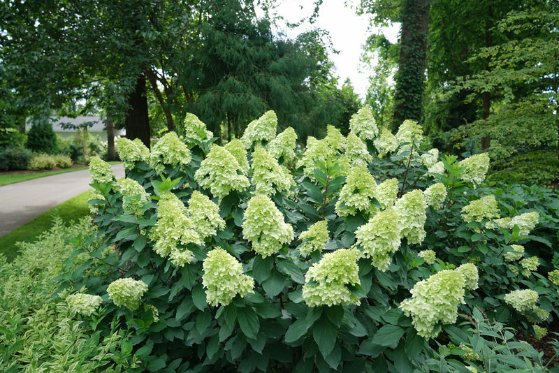 Limelight Prime Hydrangea