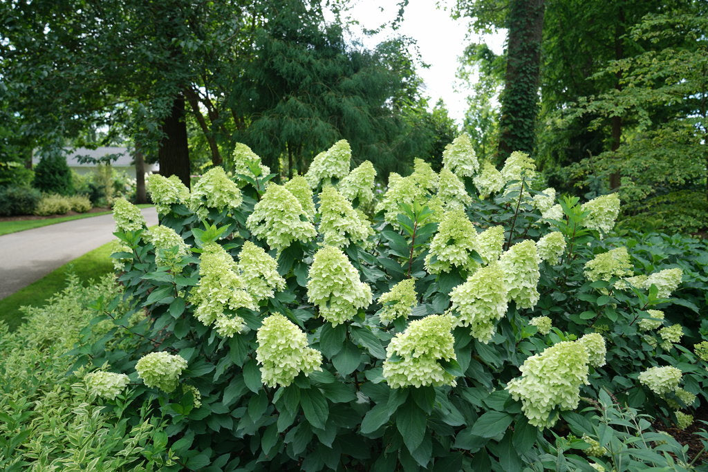 Limelight Prime Hydrangea