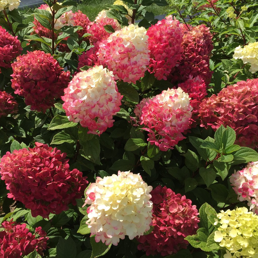 Little Lime Punch Hydrangea