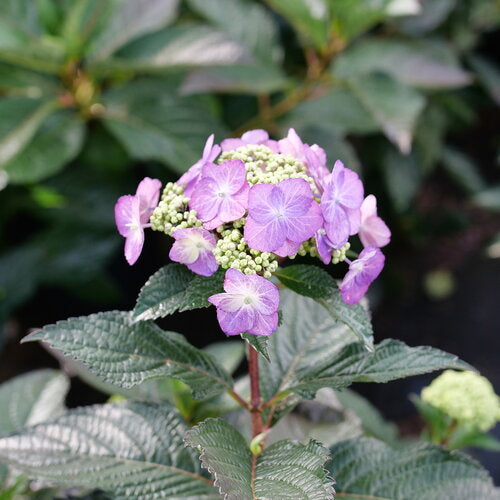 Tuff Stuff Top Fun mountain hydrangea lacecap on burgundy stems