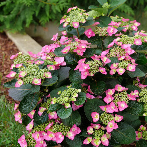 Tuff Stuff Top Fun hydrangea blooms